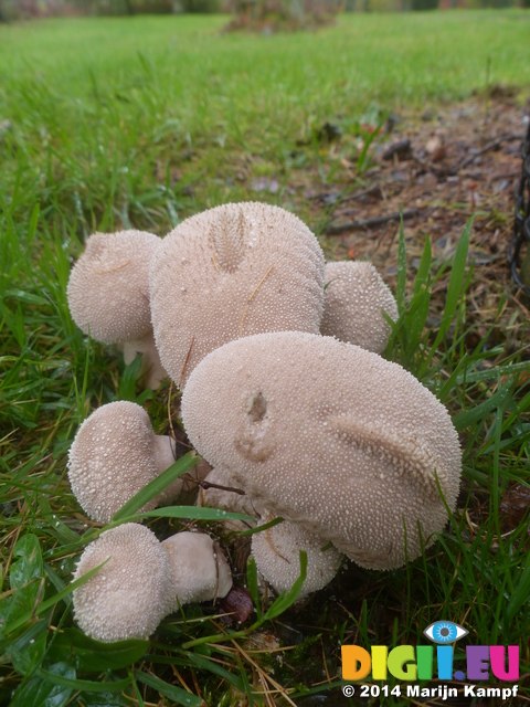 FZ009408 Mushrooms